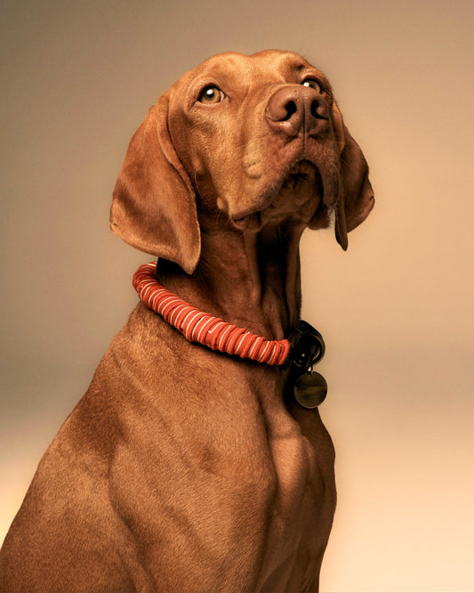 Mons Bons x Bassigue Accessorized Collar - MONS BONS