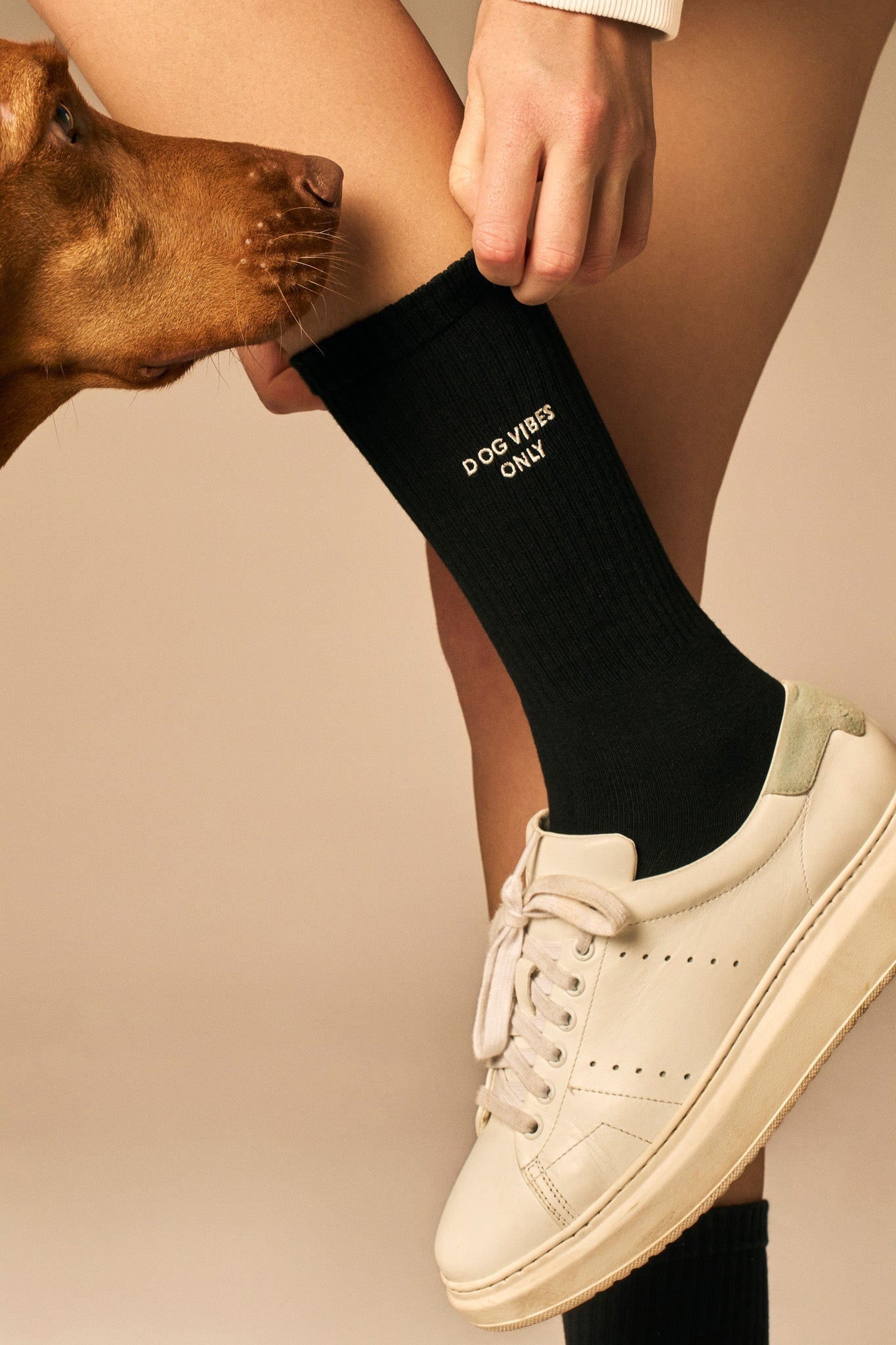 Dog Vibes Only Socks - MONS BONS