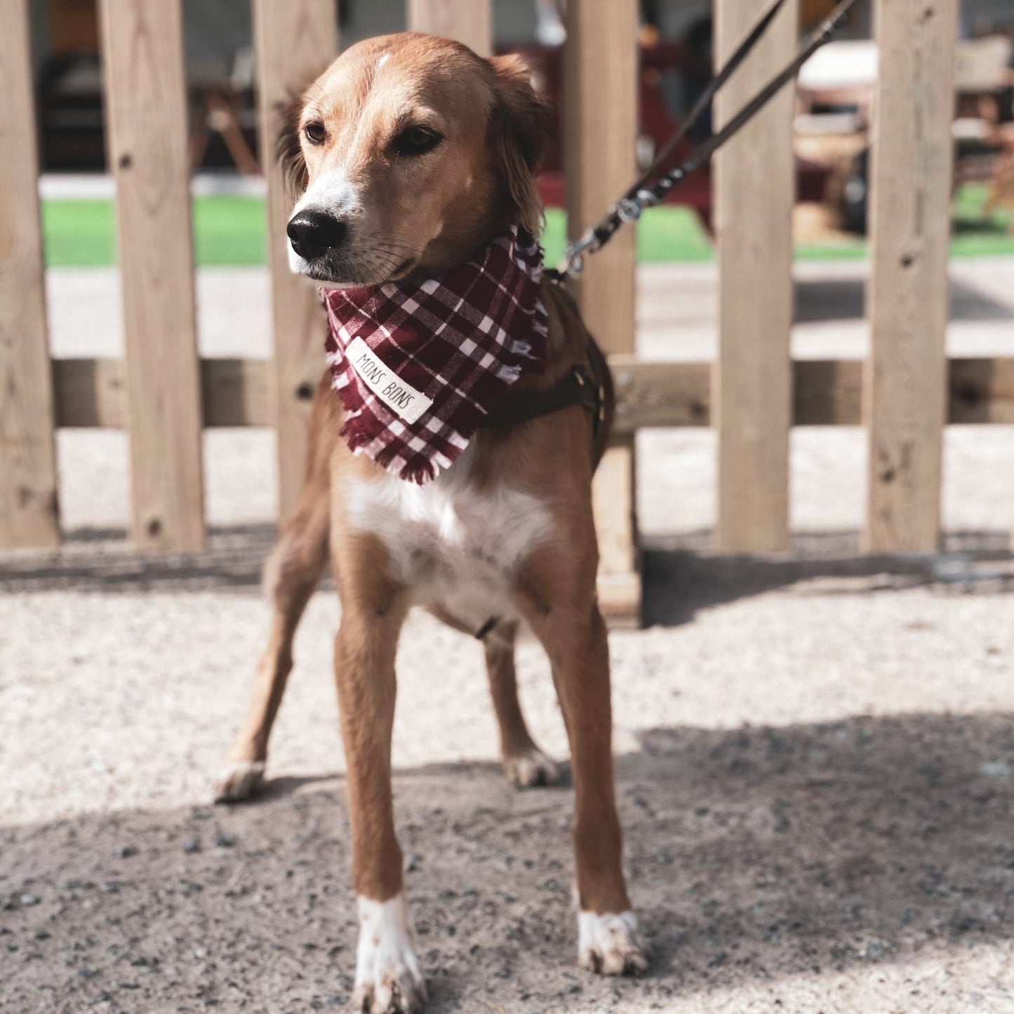 Barbera Bandana - MONS BONS