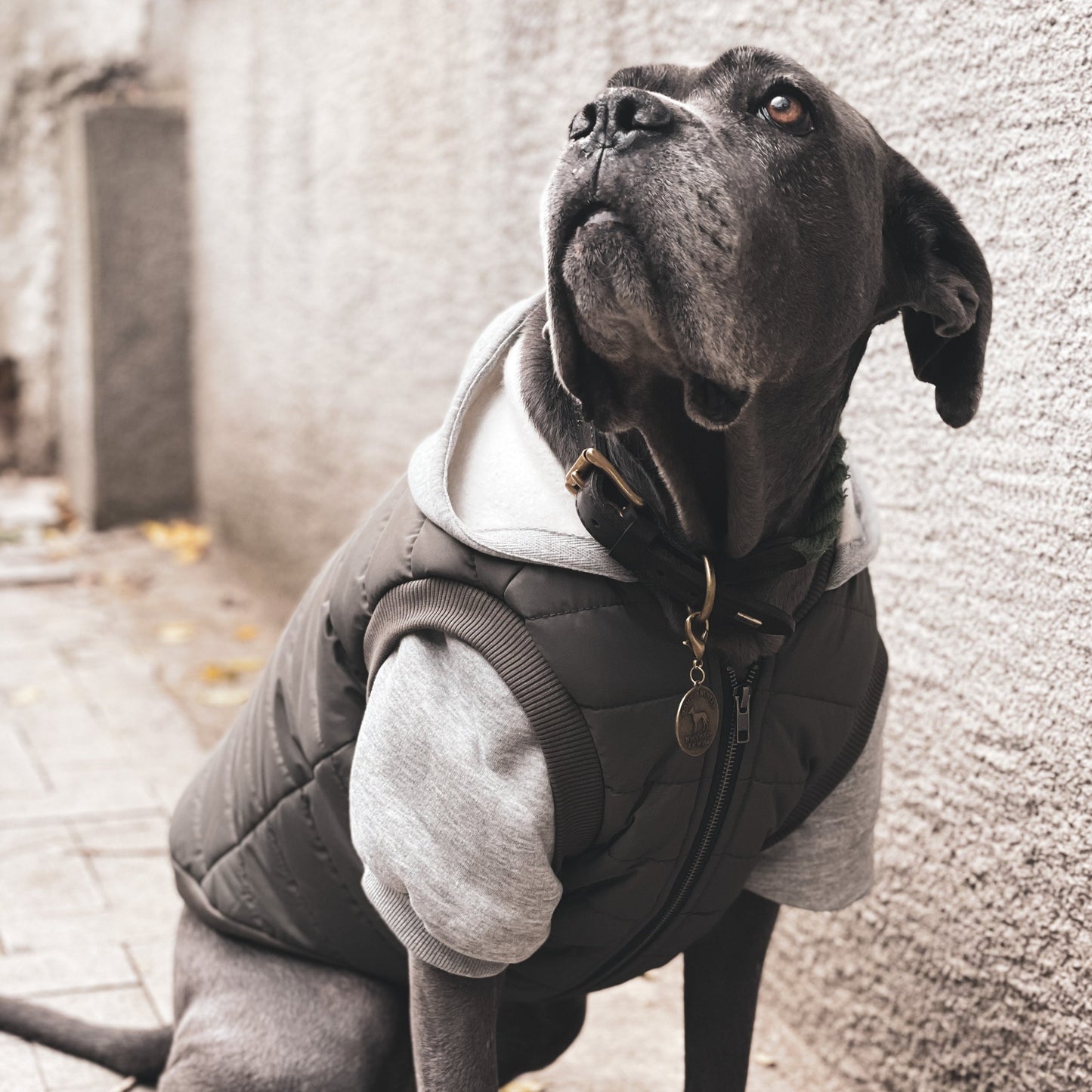 Puffer Mont - MONS BONS